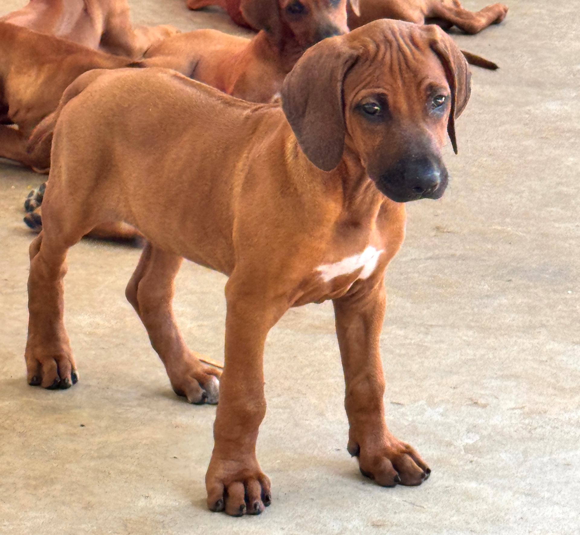 Puppy standing, showing off structure