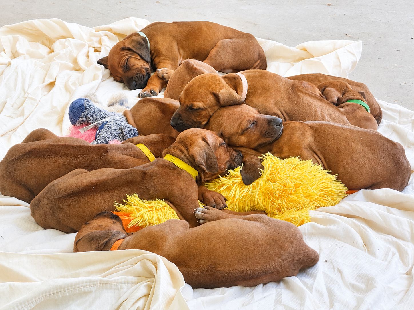 The litter sleeping together in a puppy pile