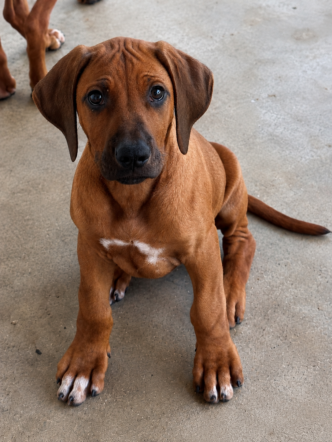 Ridgeback puppy looking up at the camera