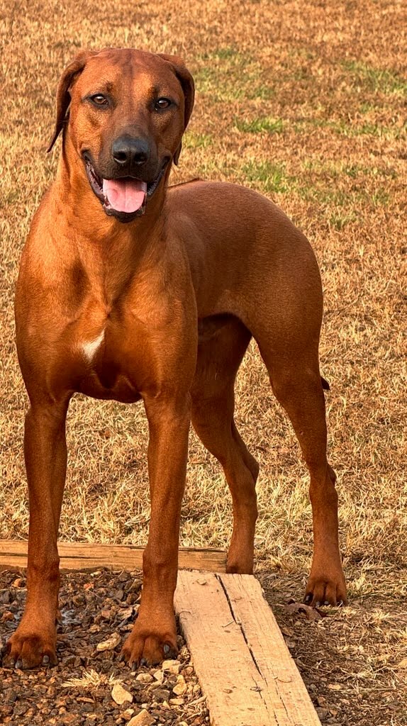 Samson — photo 1