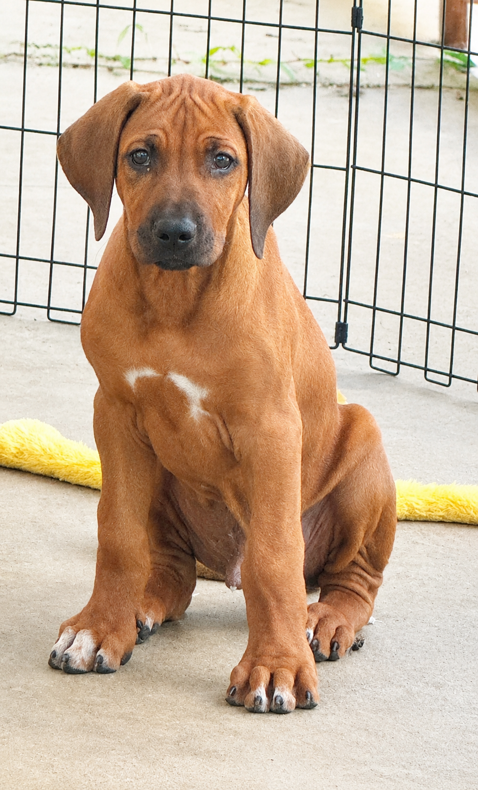 Ridgeback puppy sitting alert by the pen