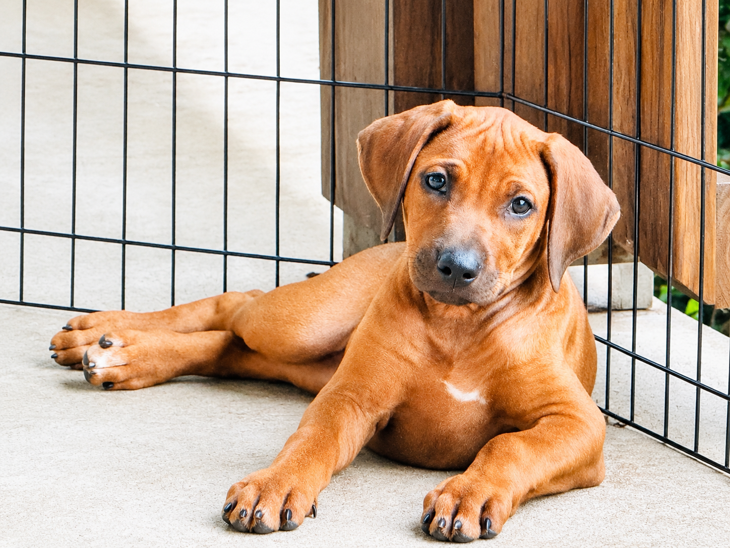 Ridgeback puppy resting inside the pen