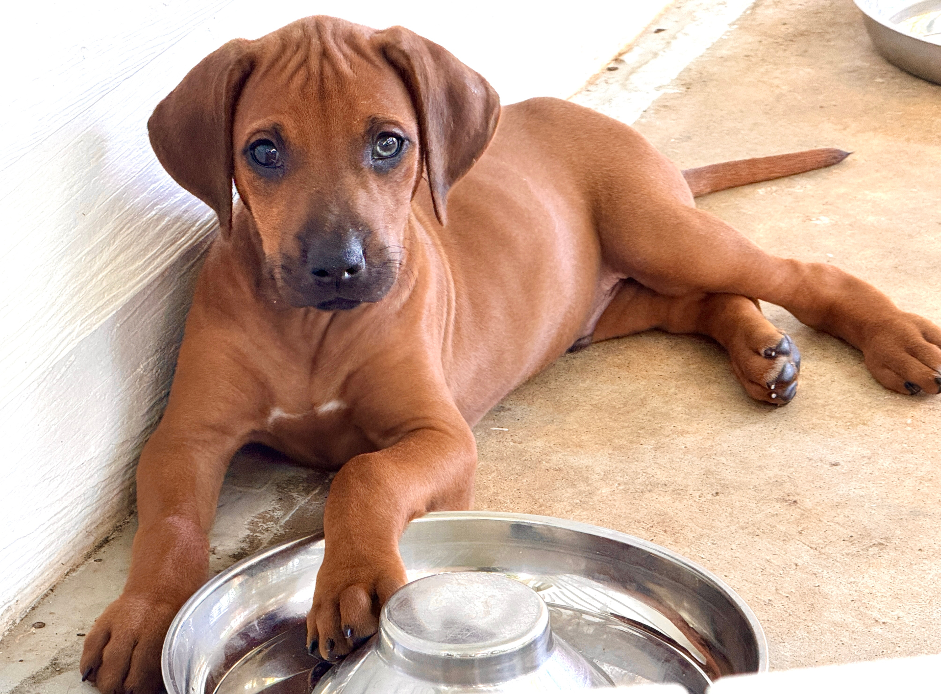Puppy with paws on a water bowl