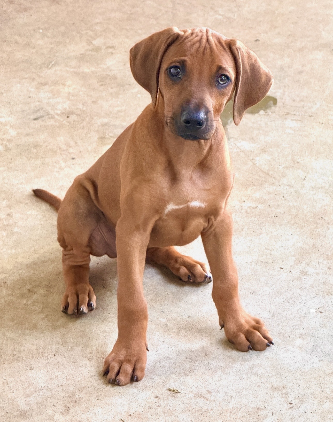 Ridgeback puppy sitting on concrete