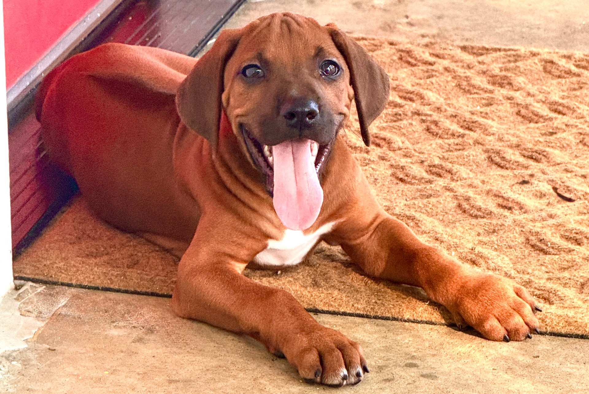 Happy puppy with tongue out on a doormat