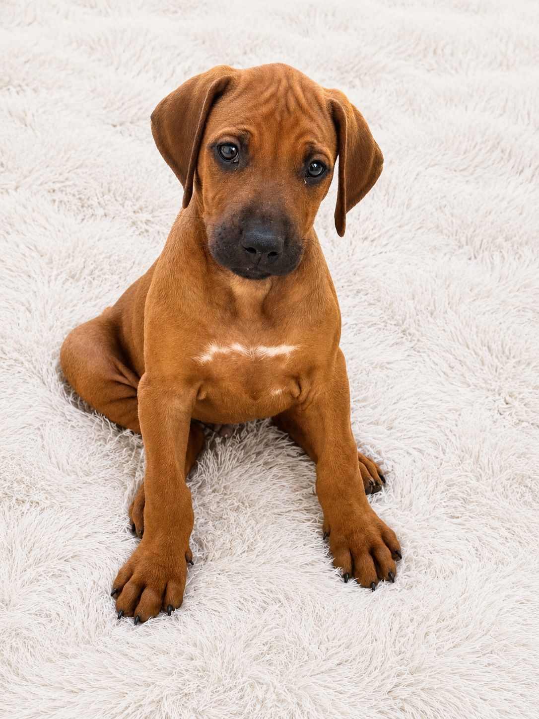 Puppy sitting on a soft white rug