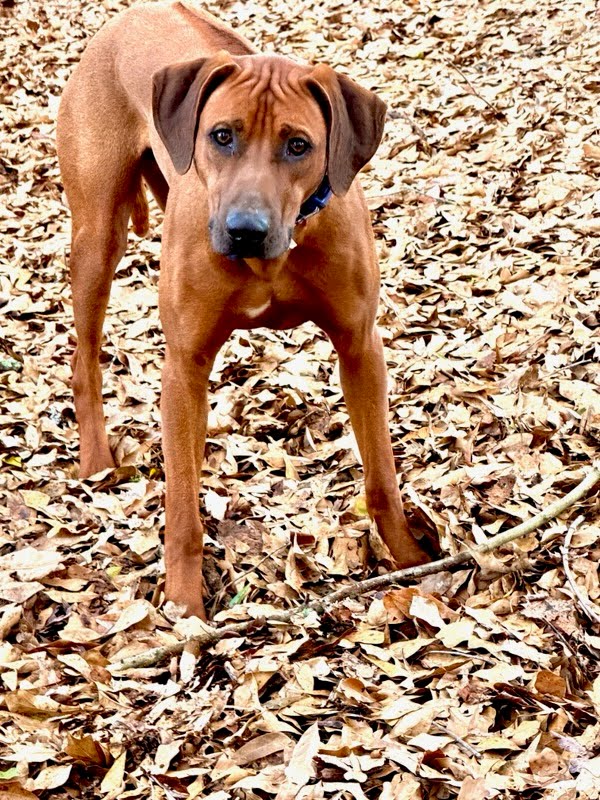 Samson portrait
