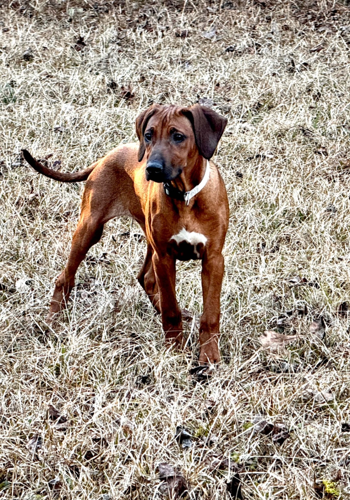 Delilah standing in winter grass