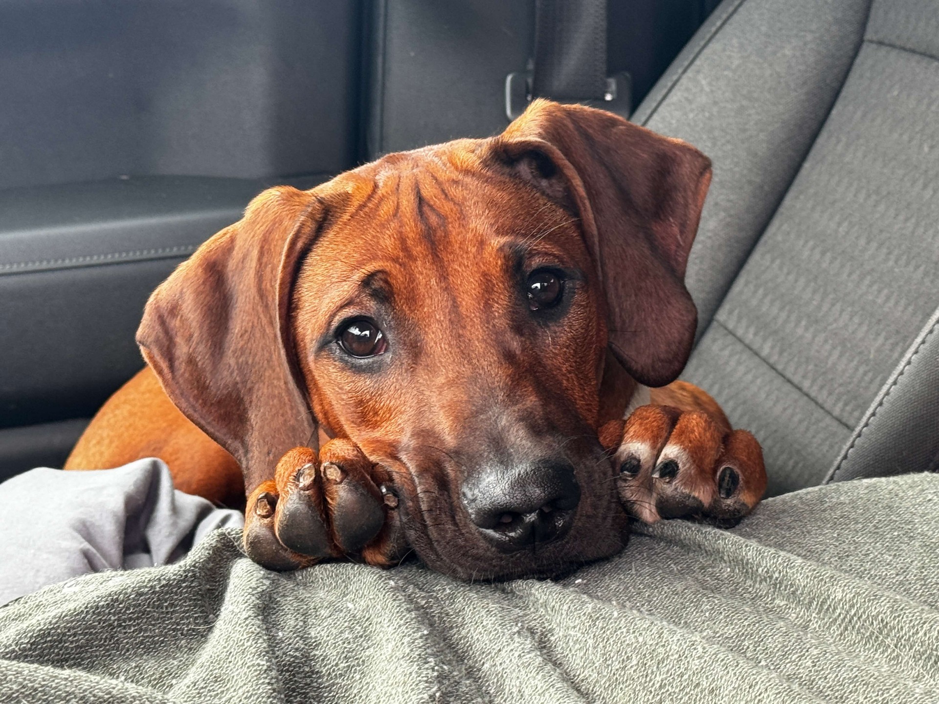Delilah as a puppy in the car