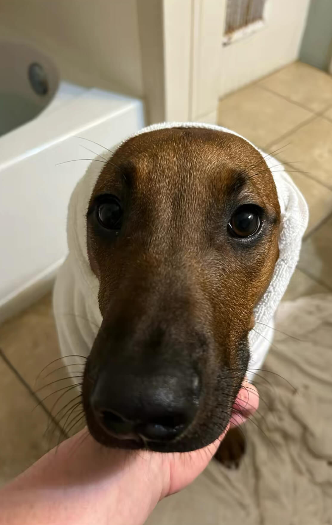 Delilah after a bath, wrapped in a towel