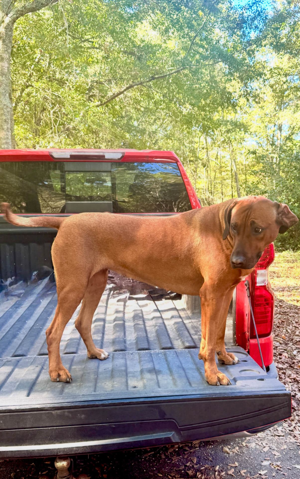 Delilah on the truck bed