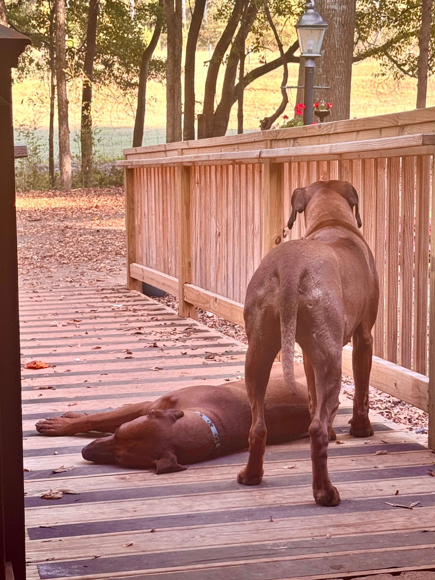 Delilah resting on the porch with Samson