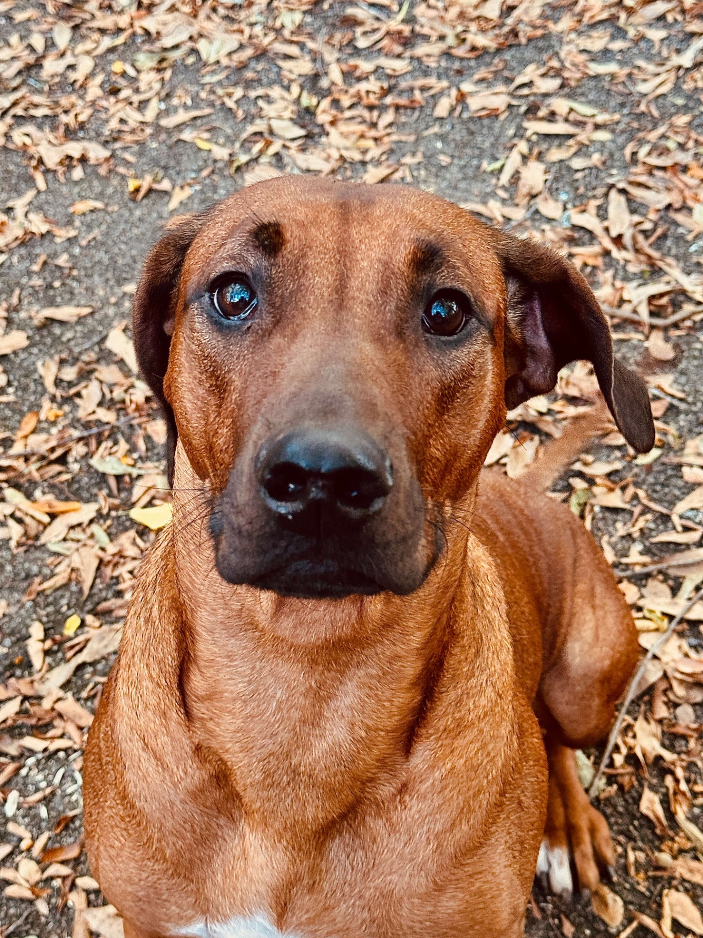 Delilah looking up among autumn leaves