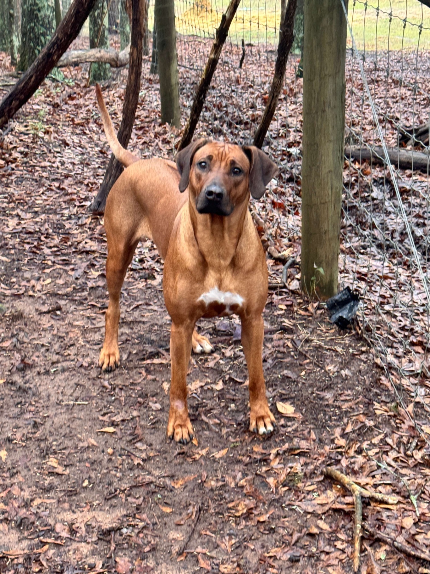Delilah in the woods