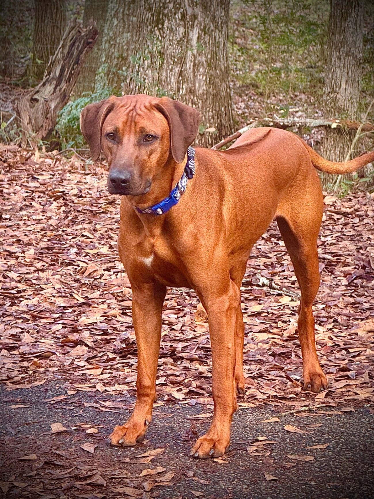 Samson standing alert in the woods