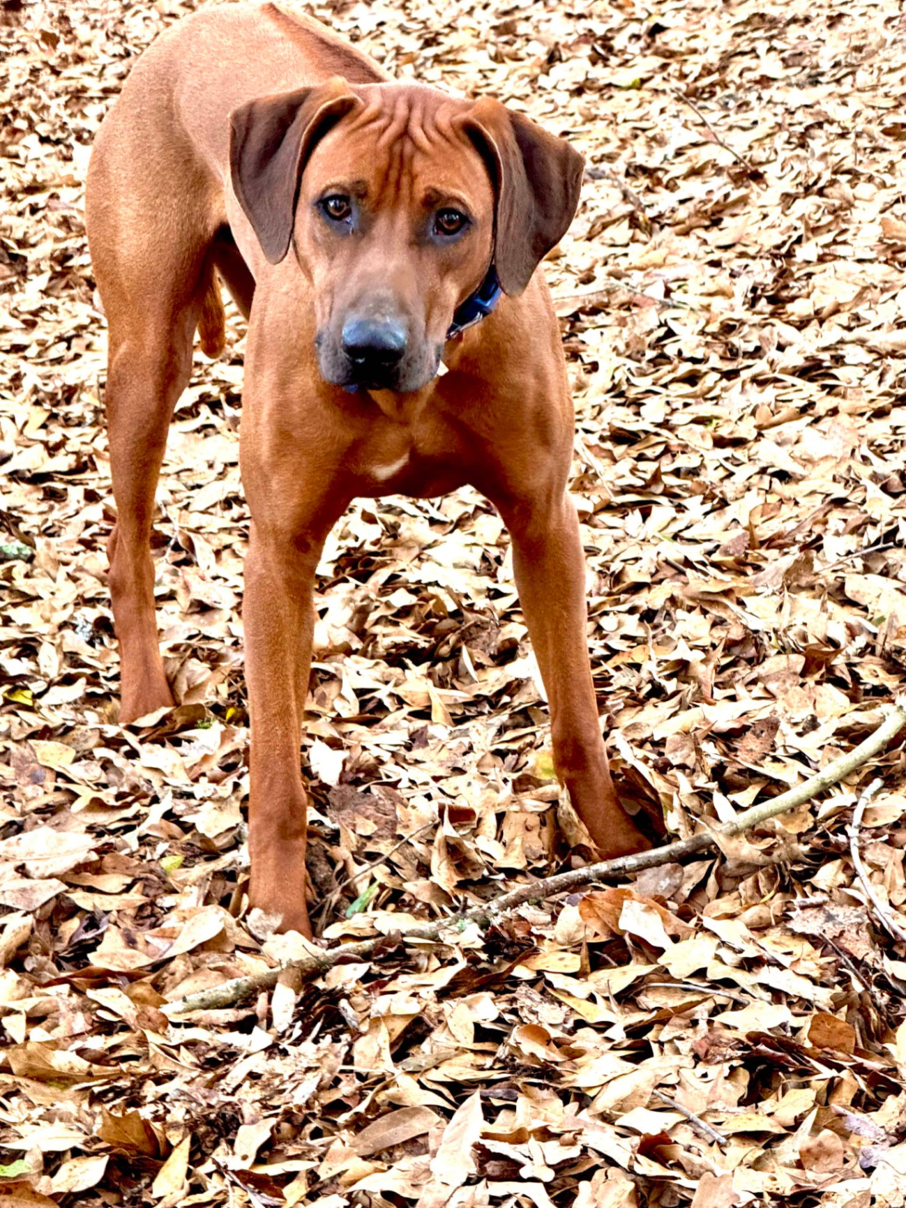 Samson on a forest trail