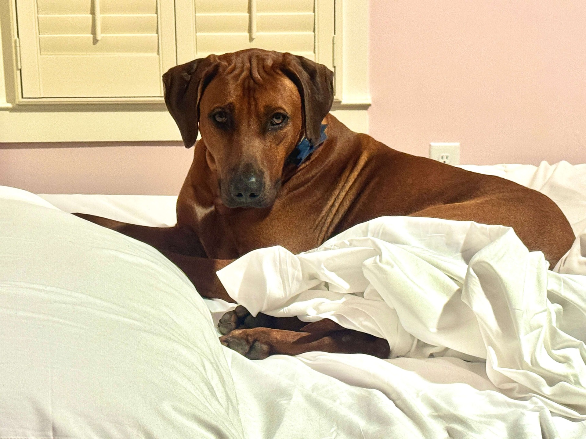Samson resting indoors