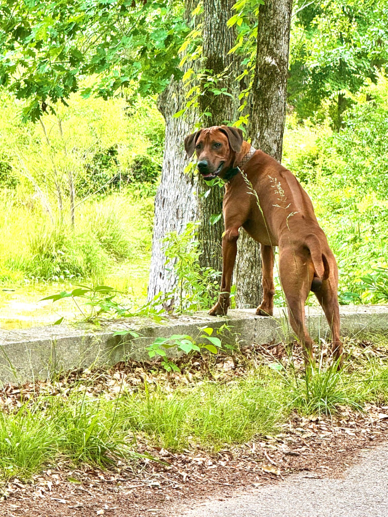 Samson outdoors in spring greenery