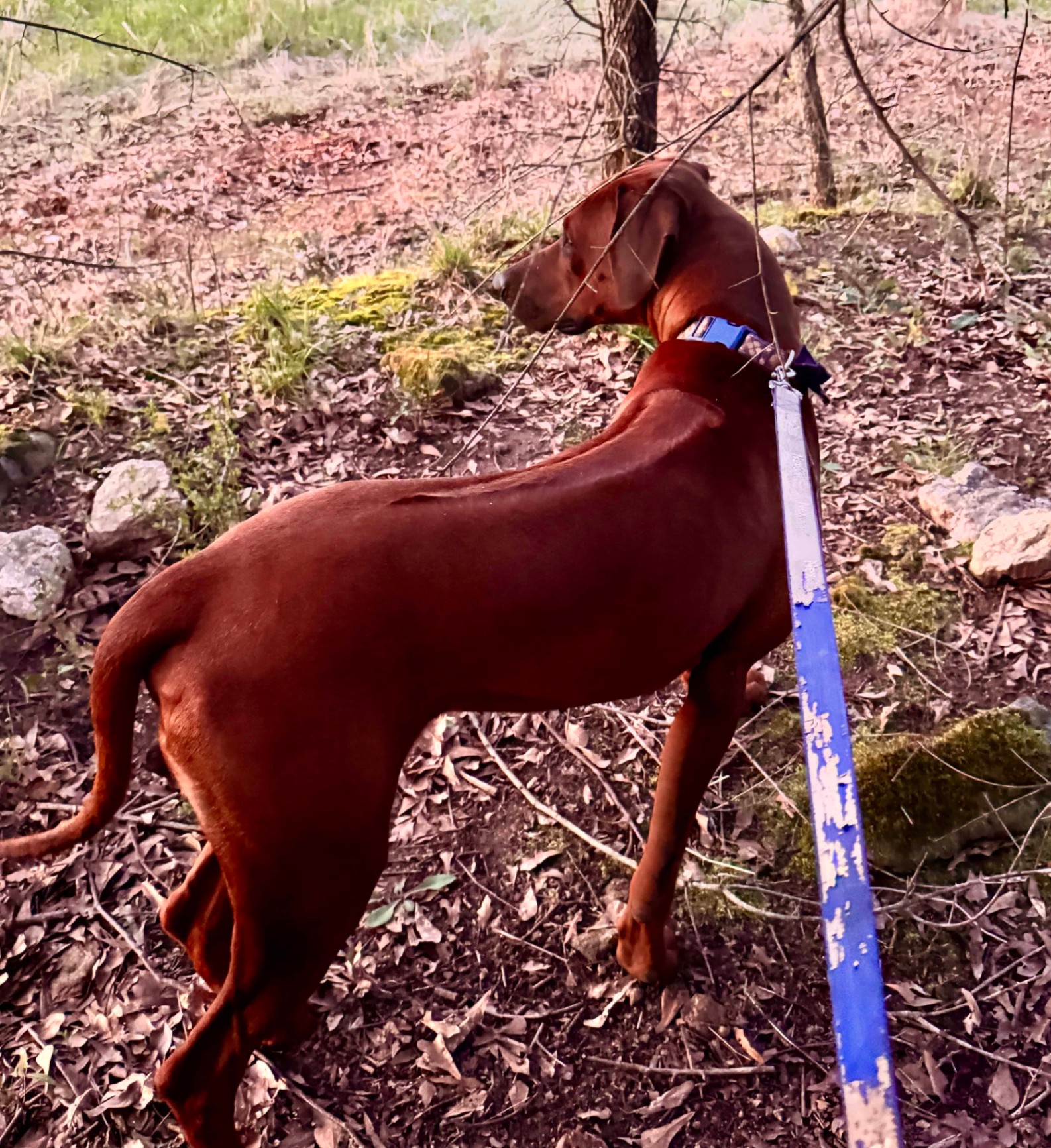 Samson on a leashed walk