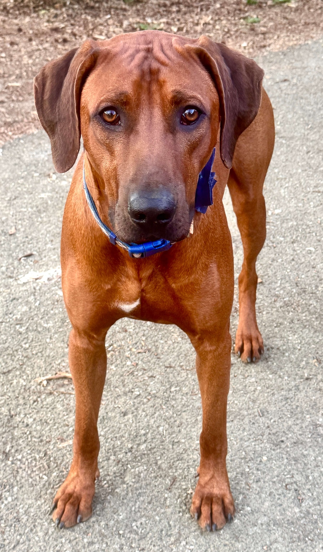 Samson — photo 3