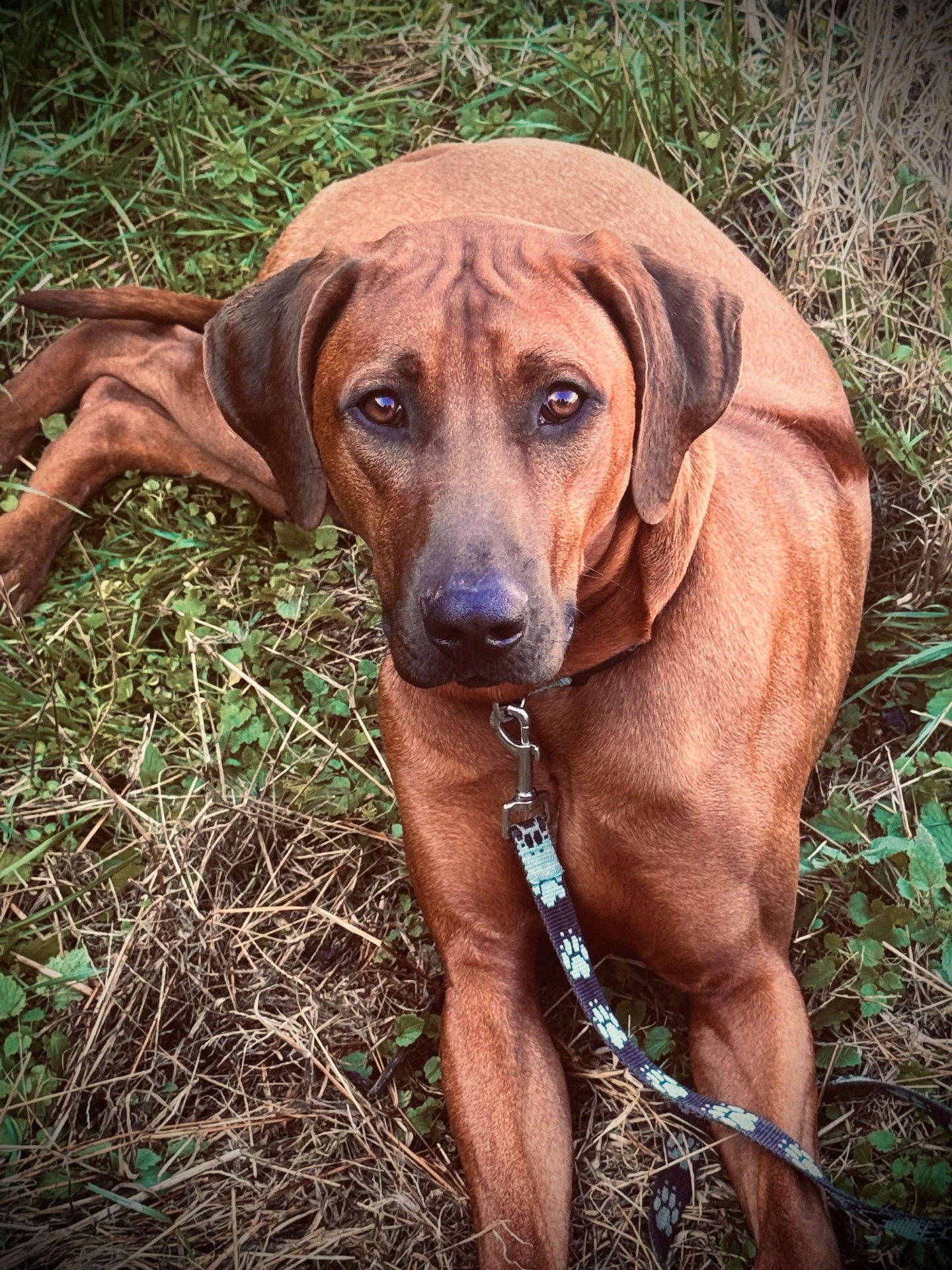 Samson lying in the grass
