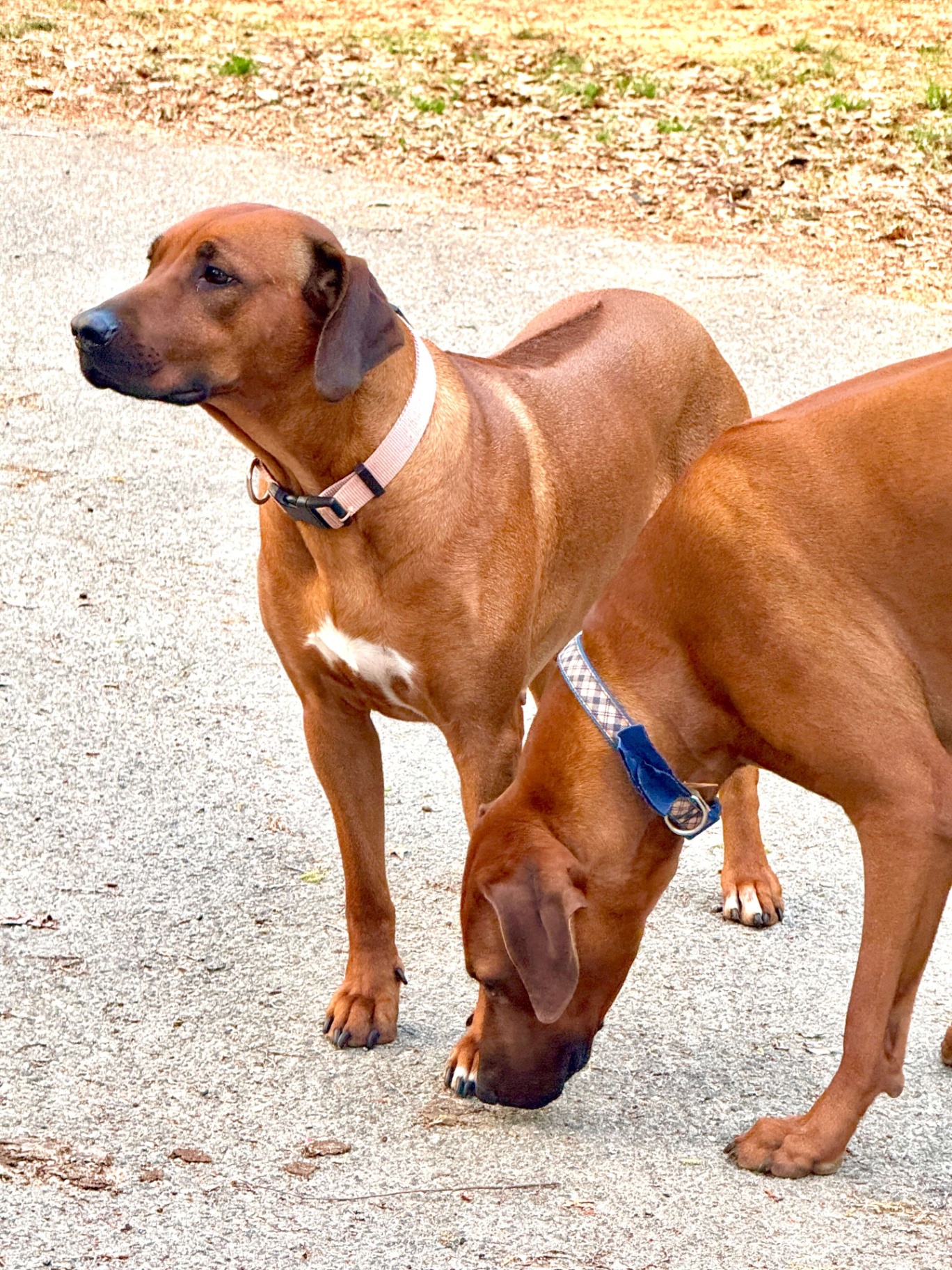 Delilah and Samson together
